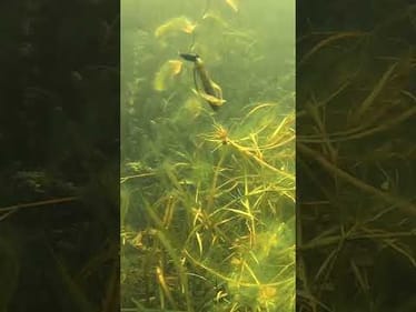 Yup… that’s gonna get BIT 😮‍💨🔥 Featured: @StrikeKingLure Rage Hawk