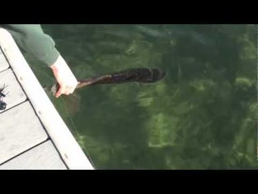 Three Oaks Bass, Pike, and Walleye (short clips)