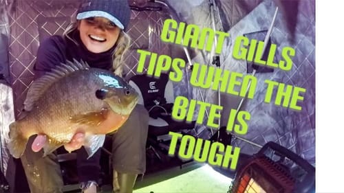 Ice GILLS round 2 - how to catch them when the bite gets tough