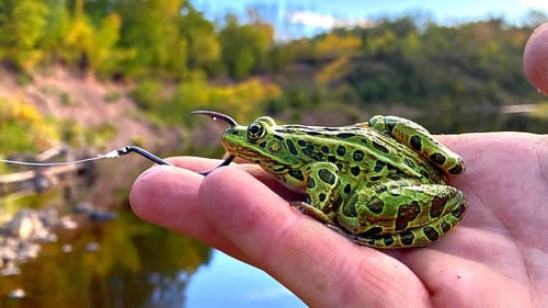 UNBELIEVABLE Catch Using LIVE LEOPARD FROGS as Bait!!