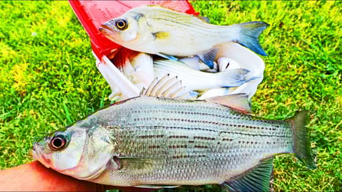 Catching BUCKETS of WHITE BASS! (CATCH AND COOK)