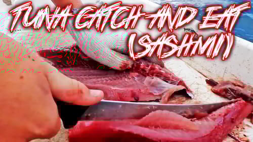 TUNA CATCH AND EAT (RAW)! (Orange Beach, Alabama Tuna Trip!)