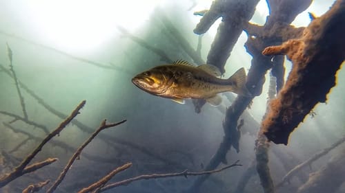 Fish Jerkbaits like THIS to Draw Bass From Cover