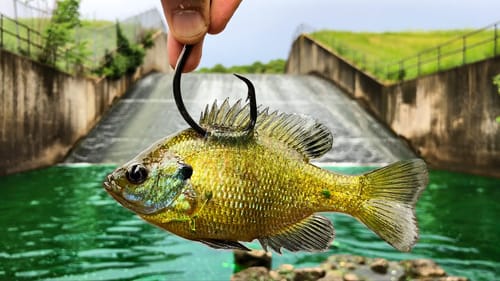 I Caught The SPILLWAY KING!!! (Biggest in YEARS!)