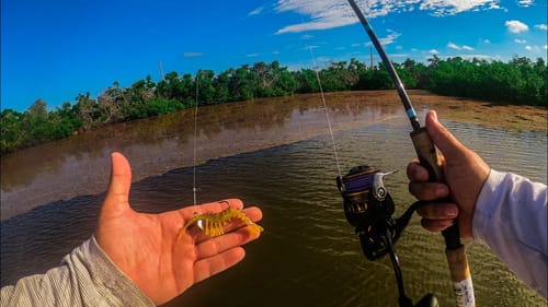 Fishing a GIANT Inshore Seaweed Mat Full of Saltwater Game Fish In the Florida Keys