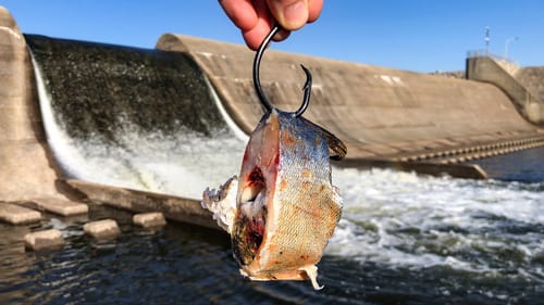 I Thought I was SNAGGED... Then it Started SWIMMING!!! (New PB!)