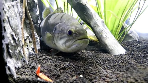 Moving Pet Bass to New Home - Final Decision