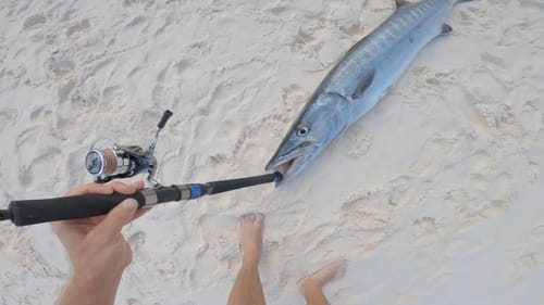 Moving To Island With Monster Size Fish