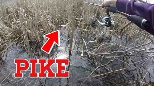 PIKE RIGHT AT OUR FEET & 1st Time Fly Fishing!