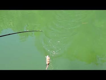Swimbait Review: LFOD Munk