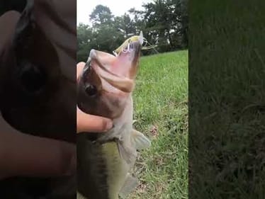 Dream bass catch in urban spillway