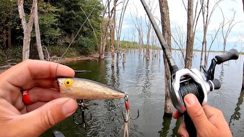 EXPLOSIVE Topwater Bites in a Fishing Tournament!!! --Enough to Win??