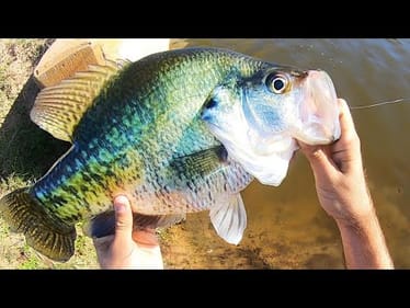 I almost took this fish STRAIGHT TO THE TAXIDERMIST!!