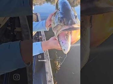 9.75" Defiant 247 Swimbait Slow Sink