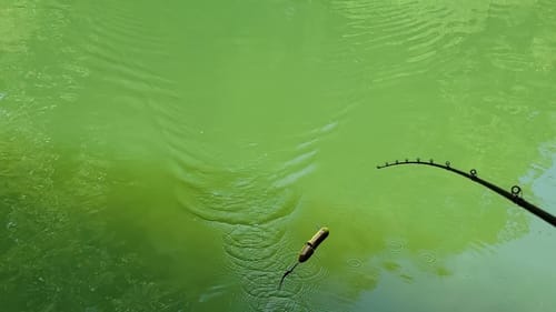 Swimbait Review: Wooden Swimbaits Wake Rat 125