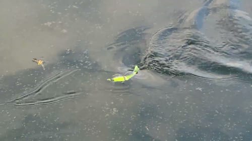 Swimbait Review: LFOD Mini Munk and Baby Crappie
