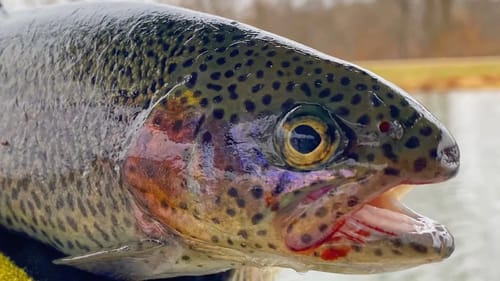 Trout Fishing a COLLEGE PARK! (Cops Called)