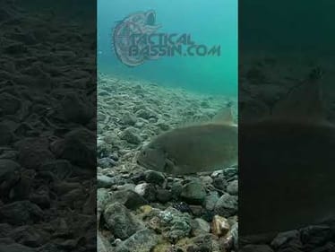 😎EPIC Underwater Bite! 😎 #shorts