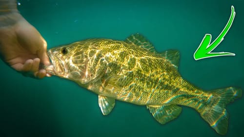 Sight Fishing For BIGS in CRYSTAL Clear Water!! (HFDD PT 7)