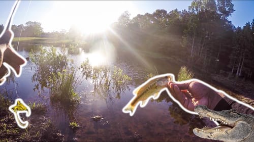 CATCHING MONSTER BASS WHILE HIDING FROM ALLIGATOR