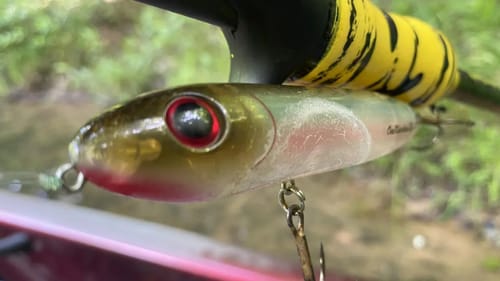 Suspended Bass On Topwater
