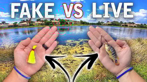 Live Bait vs Artificial Bait! Which Truly Works Best?