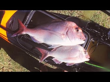 Catching Snapper on the drop