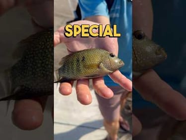 Chasing a special fish in south Texas #fishing