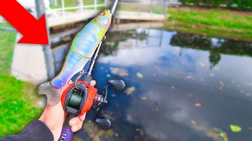 Fishing w/ BIG Baits for GIANT Bass (Bank Fishing)