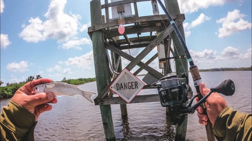 Fish Can't Resist Live Finger Mullet!
