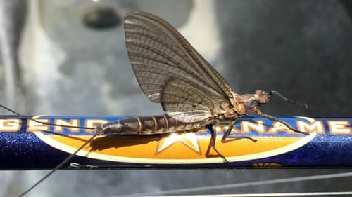 Smallmouth Bass Mayfly Hatch Madness