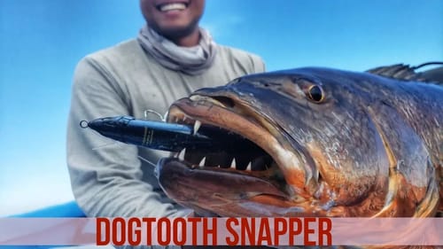 Dogtooth Snapper on Topwater - Pura Vida Part 7