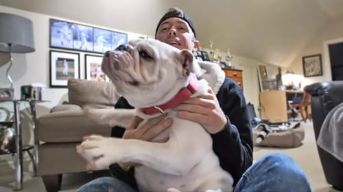 New Bulldog in the Family!