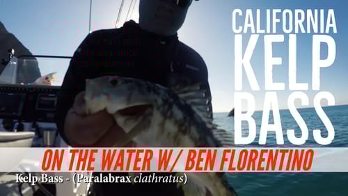 Catalina Calico Bass Fishing with Ben Florentino of Coastal Charters