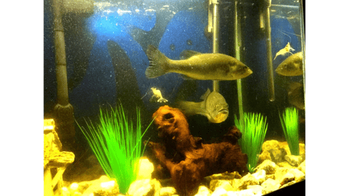 Bass Eats Live SHRIMP!!