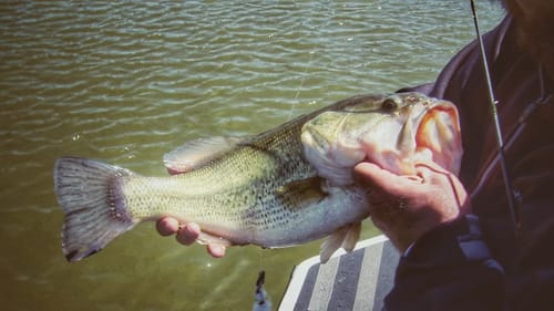 Use the Turtle Pattern for Springtime Bass