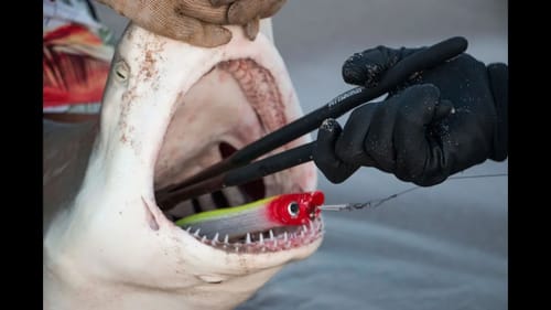 Topwater Shark Quest - ft. BlacktipH