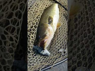 $200 KGB Crappie Swimbait- WORTH it?