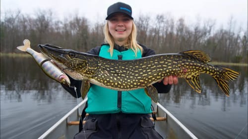 Pike Fishing from a Canoe in STACKED Bay!!