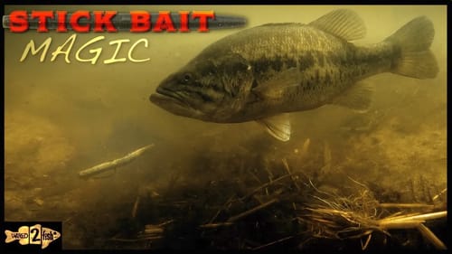 How to Fish Soft Stick Baits for Shallow Bass
