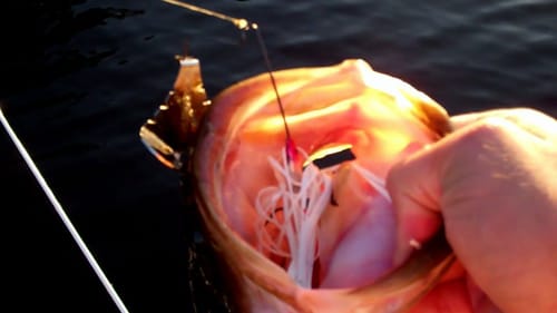 Buzzbait Bass Fishing.