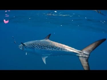 Special day, Palmy spotty fest! - Kayak Fishing Australia