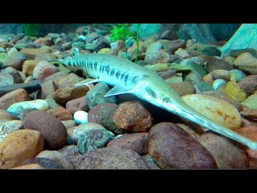 Fish Lost His Eyeball