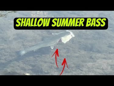 75% Of All Anglers Don’t Know About This Shallow Bass Phenomenon…