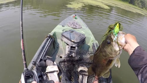 Frog Fish Action from 2020