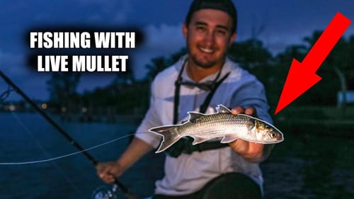 Saltwater Live Bait Fishing Docks and Walls for Big Fish