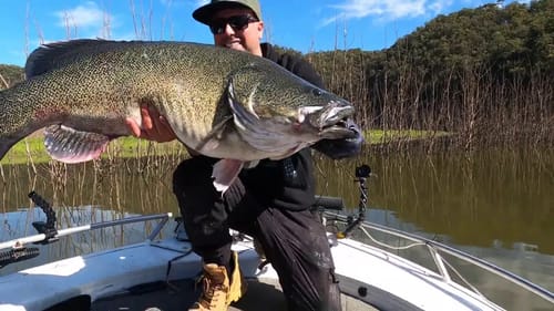 No Time To Celebrate with Murray Cod! - #BigCodDreams Episode 19
