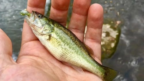 Making Tadpole Lures