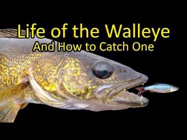 Life of the Walleye and How to Catch a Walleye Fishing