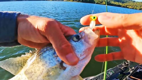 Using Soft Plastic Jigs To Catch Crappie In Brush Piles! (SIMPLE)